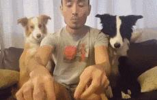 边牧这么聪明为什么很少人养,边牧太胆小了什么都教不会