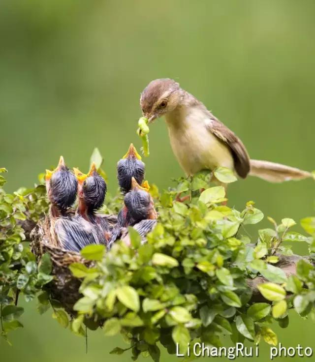 这是一篇只有鸟的美篇，却深深地打动了我