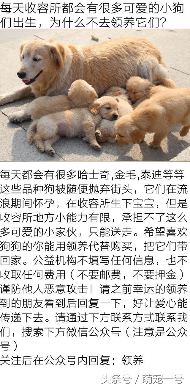 第一次带女朋友回家住，金毛这货就吃醋把家给拆了！