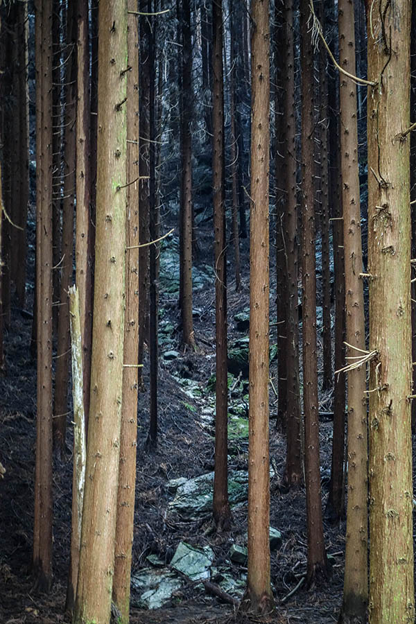 《天天向上》魏大勋强烈推荐赏辛夷花的地方，你还不快去！