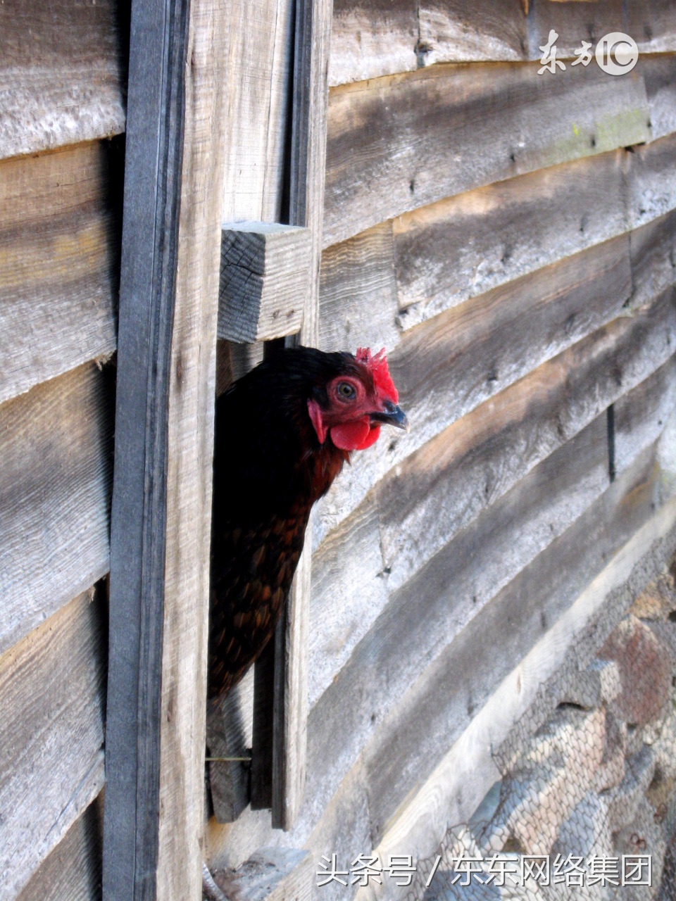 鸡嗉囊有气如何治疗用什么药,鸡嗉子里有气是什么病怎么治疗