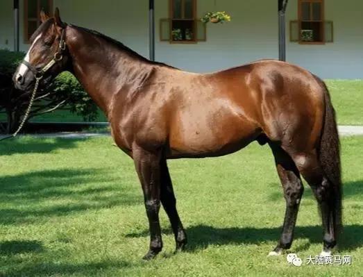 雅士种公马罗马大帝配种费不到1万，子嗣在香港赚了3000万！