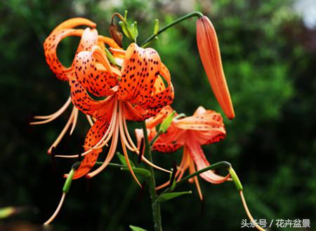 百合花象征什么百年好合,百合花图片大全家里养百合花好吗