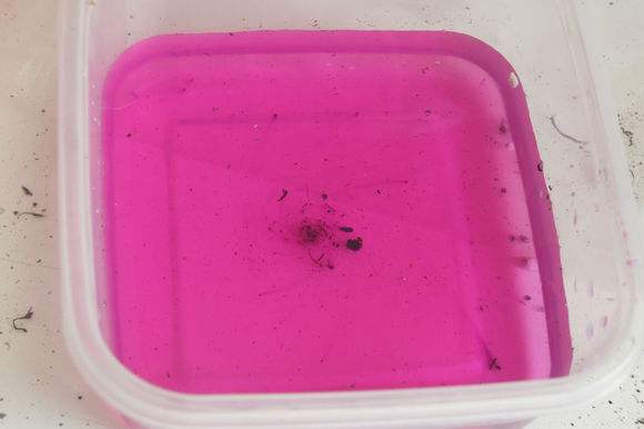 2米长的绿萝烂根后如何救活,绿萝烂根黄叶有黑点怎么救活