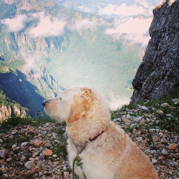 房车太贵？这个姑娘改造小货车带着狗狗周游世界！简直太酷啦~