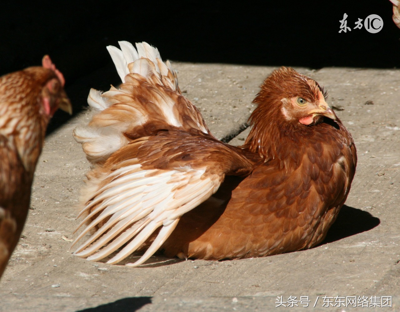 鸡嗉囊有气如何治疗用什么药,鸡嗉子里有气是什么病怎么治疗