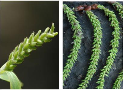 杨柳絮过敏去医院有用吗,杨柳絮和花粉过敏一样吗