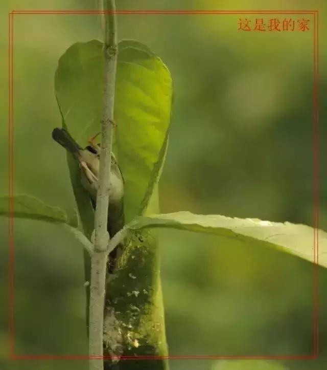 这是一篇只有鸟的美篇，却深深地打动了我