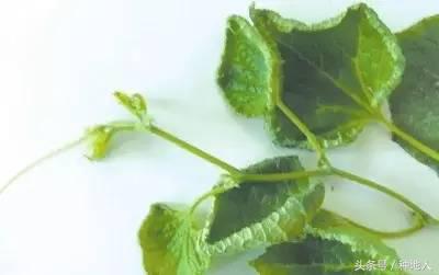 植物激素药害怎么解除,调节剂药害的症状及解决方法