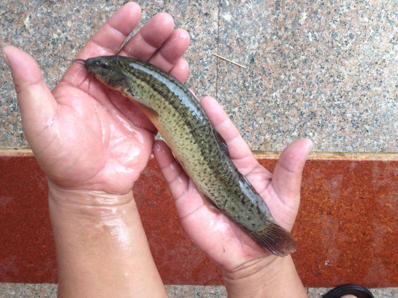 最好吃的100种鱼图片,十大最好吃的鱼视频