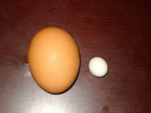 滋补养生鸽子,鸽蛋对人体的营养和功效作用