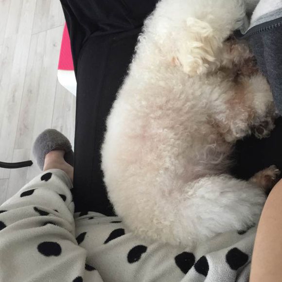 泰迪被小土狗欺负生下了田园版泰迪，网友纷纷留言说我也想要一只