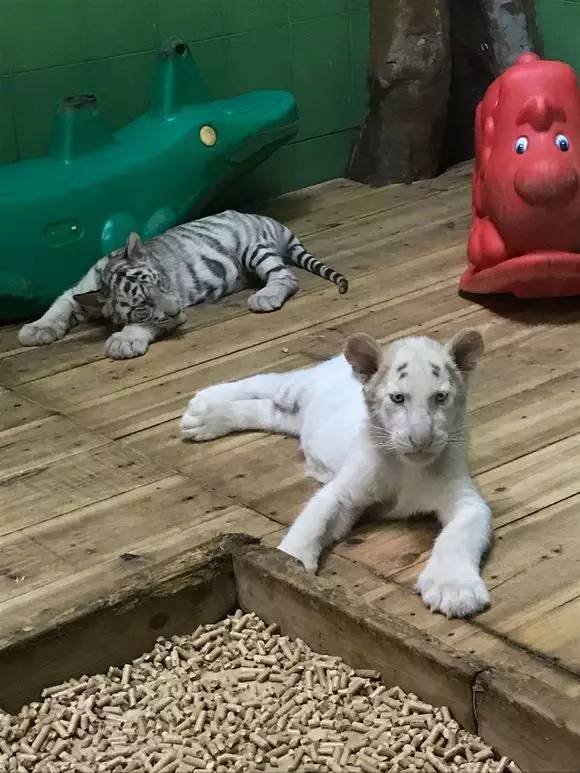 长隆野生动物园自驾游导游,广州长隆野生动物园有导游吗