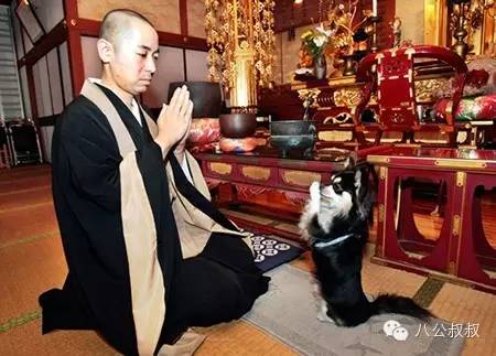 狗狗也犯羊角风吗,狗会犯太岁吗