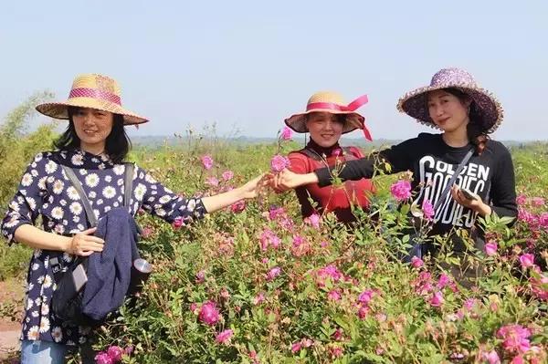 成都周边玫瑰景点推荐一下,成都玫瑰花海一日游
