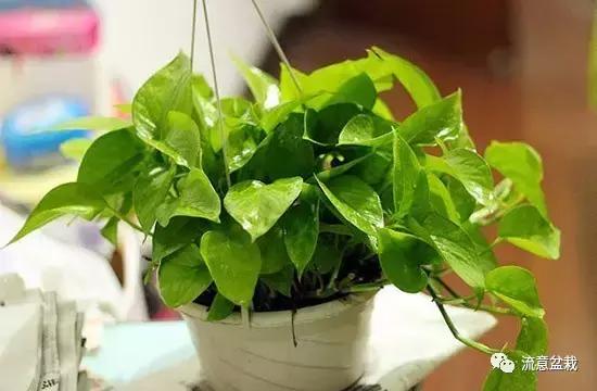绿萝怎么水培养能快速爆盆,绿萝怎么水培才能爆盆和爬满墙
