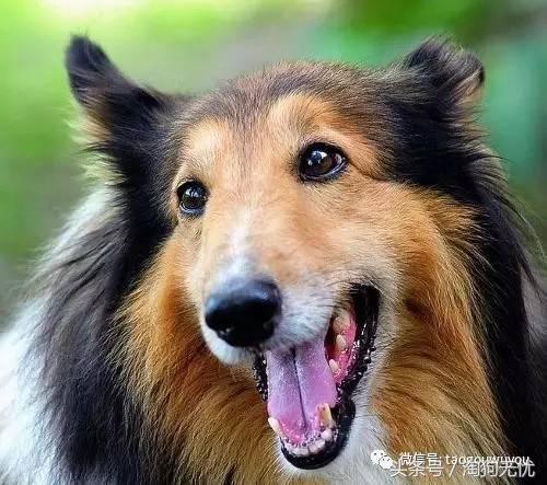 苏牧和喜乐蒂该选择谁,喜乐蒂和苏牧什么关系