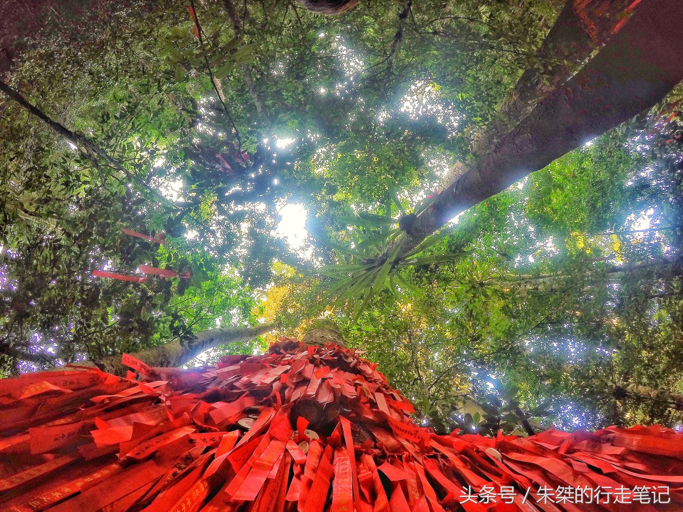版纳颈椎治疗,西双版纳治疗颈椎好的按摩仪器