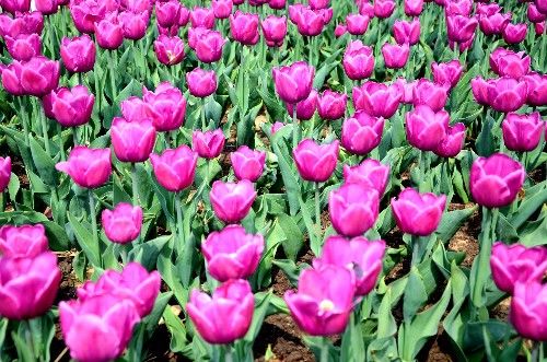 不同颜色的郁金香有着不同的寓意,郁金香的花色寓意是永恒的爱