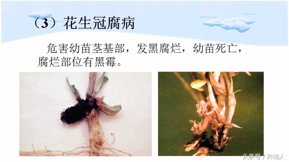 马上开始播种花生,快要种花生了