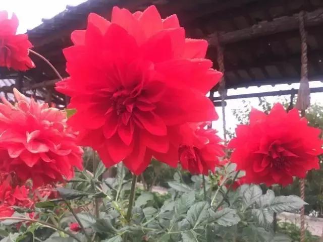 一家有自己农场的幼儿园，关于教育的思考（一）