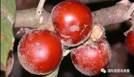 海南你没见过的水果,海南你没有见过的水果