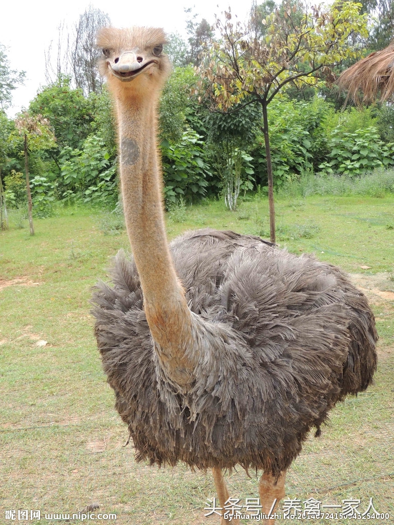 养鸡出现鸡瘟怎么办,白羽肉鸡有鸡虱子吗