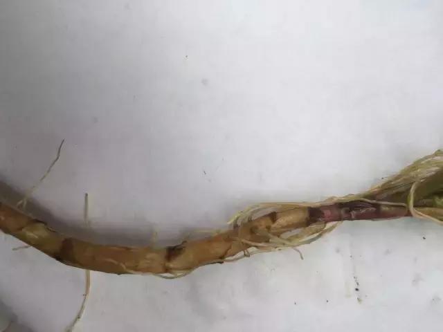 紫茎小叶灵艾,紫茎小叶灵艾图片