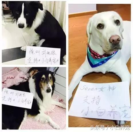 狗贩子和家庭繁育区别,狗贩子vs比特犬