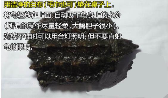 帮乌龟处理疥疮全过程,乌龟长疥疮了怎么治疗