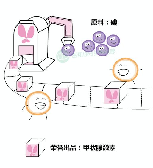 守护甲状腺的科普,保护甲状腺吃什么食物好