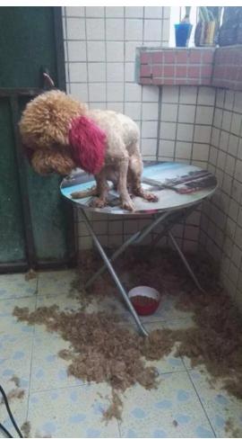 在家里给泰迪狗剃毛,天气炎热主人给狗狗剃毛成了驴