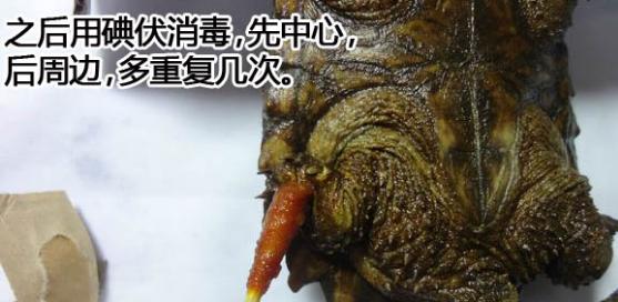 帮乌龟处理疥疮全过程,乌龟长疥疮了怎么治疗