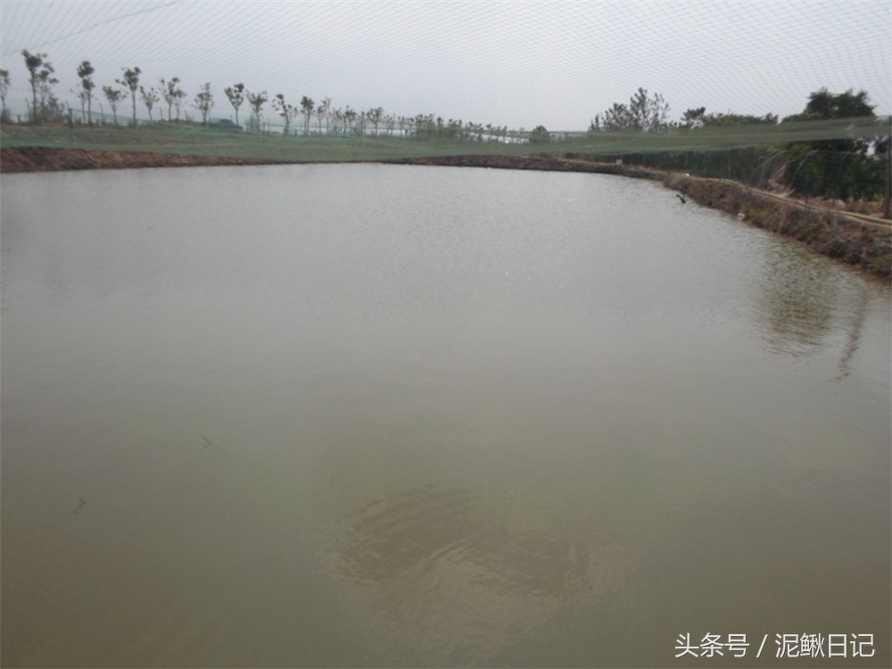 养泥鳅是发家致富好项目,创业养泥鳅百万收入