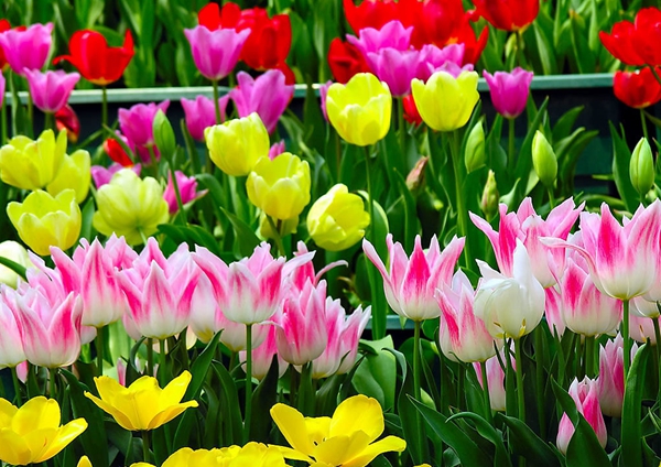 每日花语：4月16日郁金香-同日之星徐静蕾/舒淇（音配图）