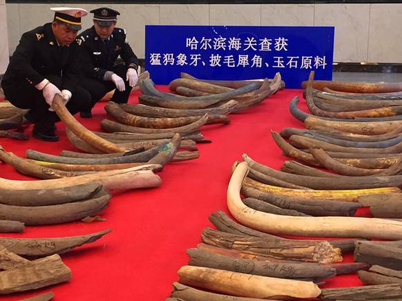 内蒙古海关查获特大象牙 (特大走私象牙案例)
