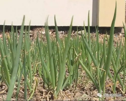 长春好景山庄小区、净月新园小区居民圈地种蔬菜最多将被罚三万