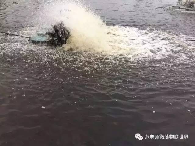 池塘微藻处理,微藻观察