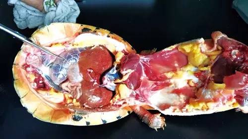 龟败血症,龟得败血症一般是什么感染引起