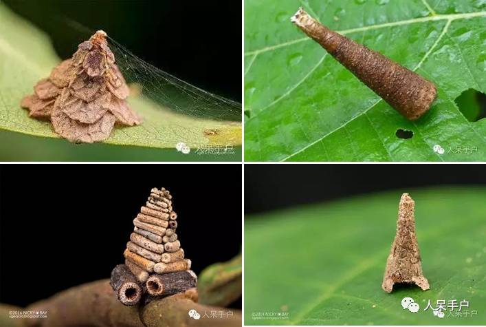 蛾,蛾,蛾~最大、最美、最奇葩,展翅向天歌