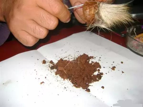 麝香香水对孕妇有什么危害,马应龙麝香膏对孕妇有什么危害