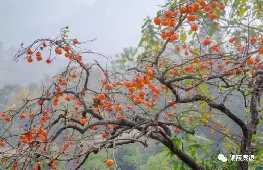 看完以后，你一定会怀疑之前观看铜陵这个村子的方式不对