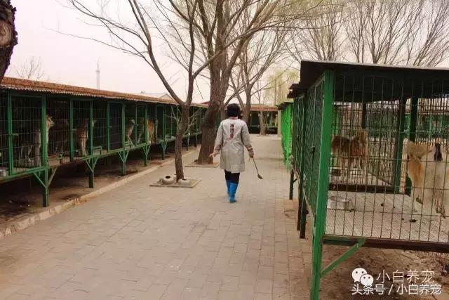 狗贩子和家庭繁育区别,狗贩子vs比特犬