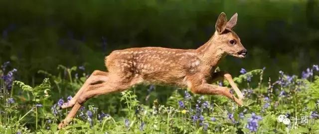 六神丸毒性大吗,六神丸有毒性吗