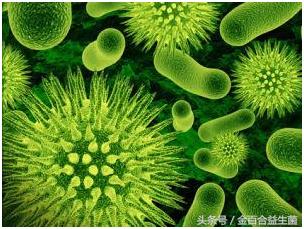 你研究过细菌的历史吗？