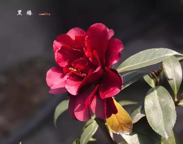 四大名花之山茶,中国百种山茶图片