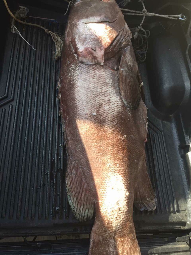 大龙趸石斑鱼8斤,30斤龙趸石斑鱼