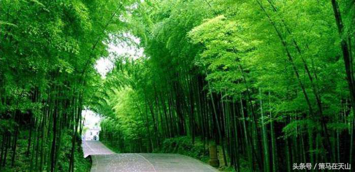 深圳周边竹海,广宁竹海中国四大竹子之乡