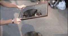 太搞笑了，旁边的眼镜老黑笑的好鬼畜