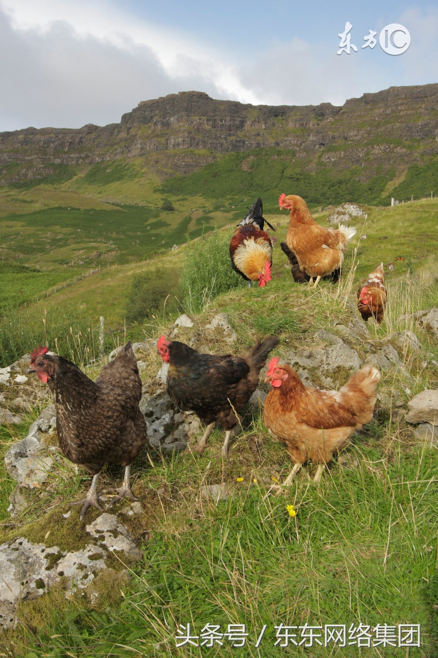 鸡群啄肛怎么解决,鸡群啄羽啄肛